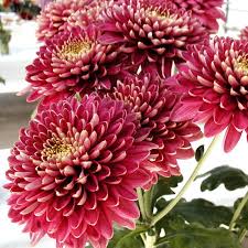 داوودی ارغوانی