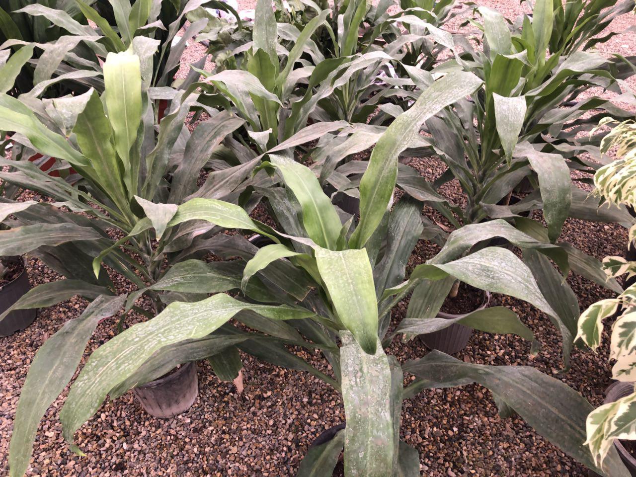 دراسنا بلالی